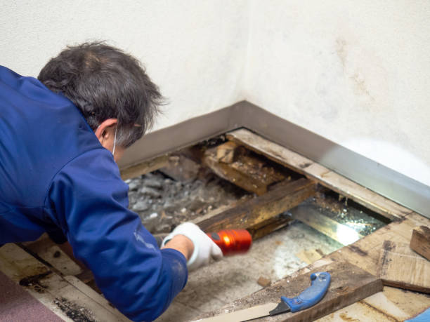 Best Professional Mold Removal  in Albany, KY