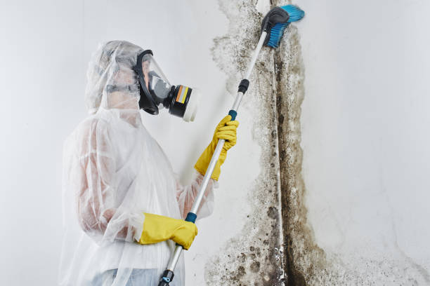 Best Mold Remediation Experts  in Albany, KY