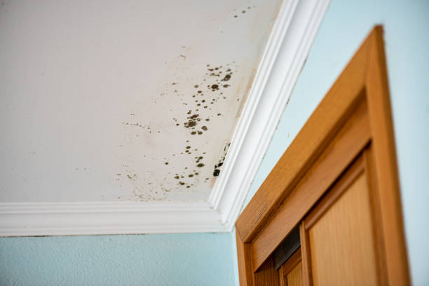 Home Mold Removal in Albany, KY
