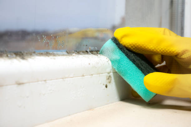 Best Toxic Mold Removal  in Albany, KY
