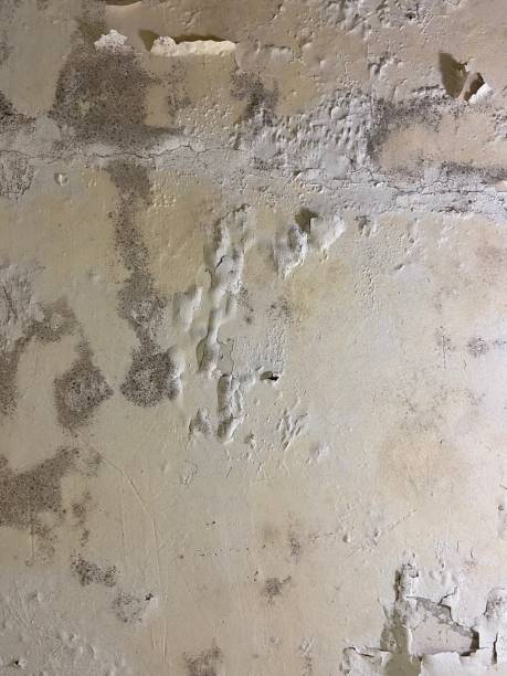 Best Commercial Mold Removal  in Albany, KY