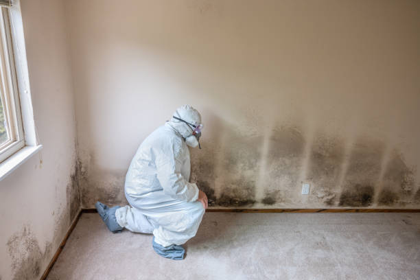 Best Attic Mold Removal  in Albany, KY