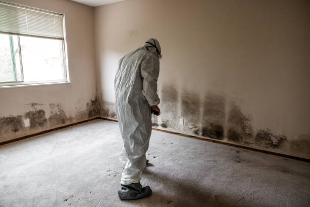 Best Black Mold Removal  in Albany, KY