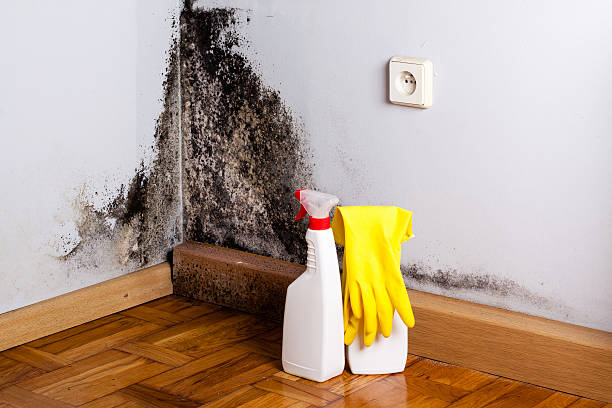 Best Local Mold Removal Service  in Albany, KY